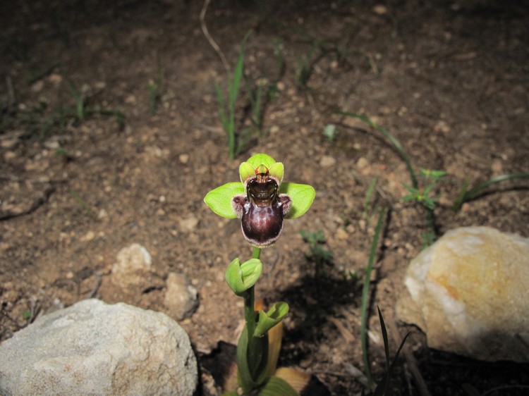Ophrys bombyliflora